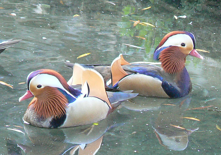 Black Mandarins on water